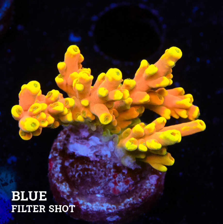 Acropora Latistella 'Bali Shorty'