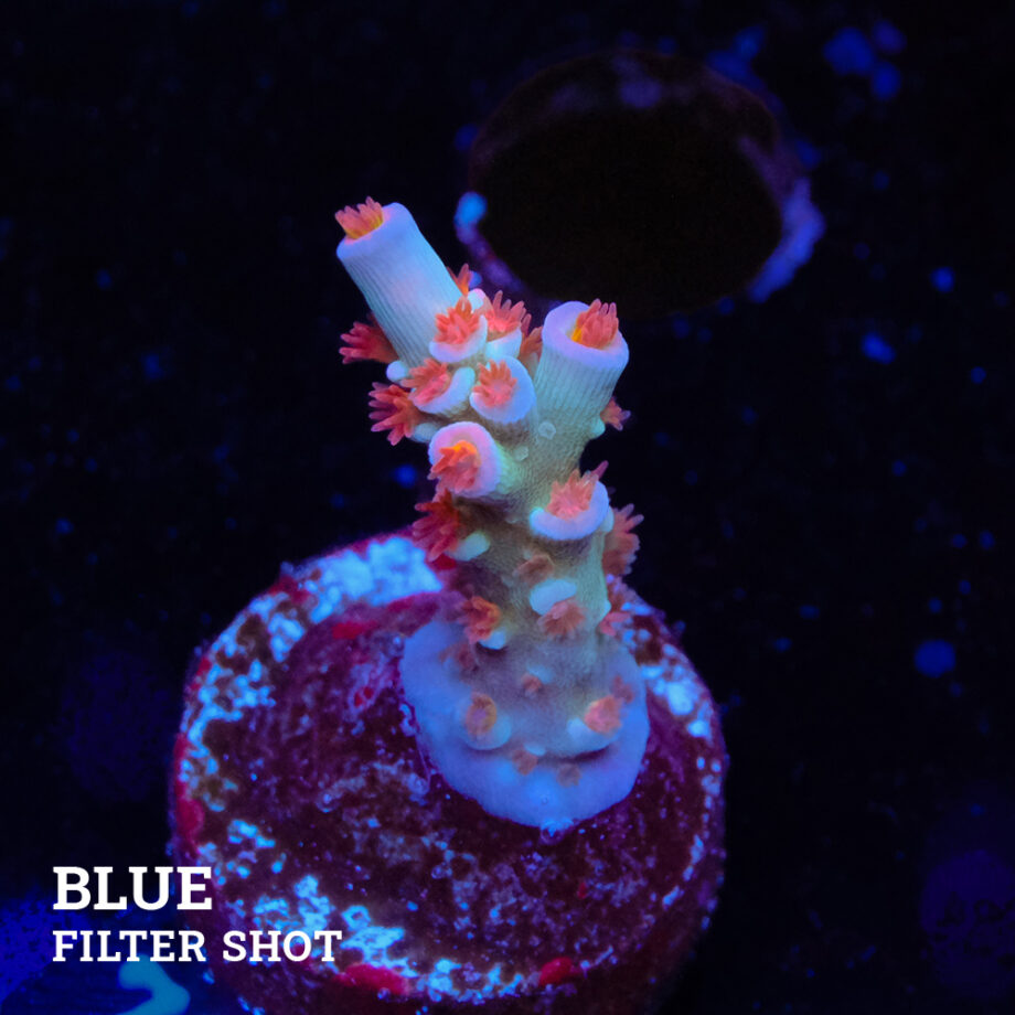 Acropora Tenuis 'Angry Birds