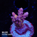 Acropora 'Confetti'