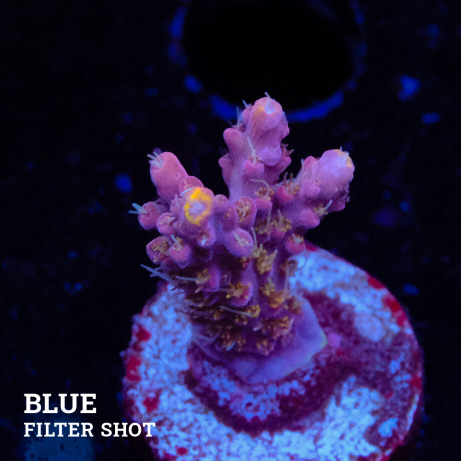 Acropora 'Confetti'