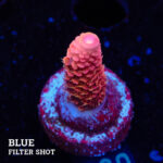 Acropora Millepora 'Pink'