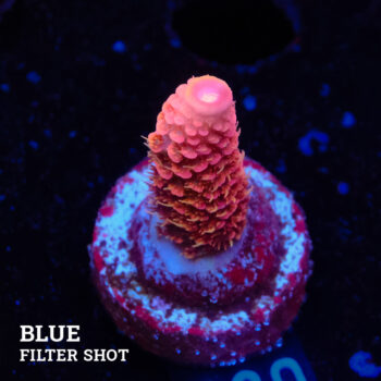 Acropora Millepora 'Rosa