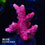 Acropora Divaricata 'Red'