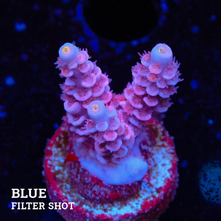 Acropora Tenuis 'Purple'