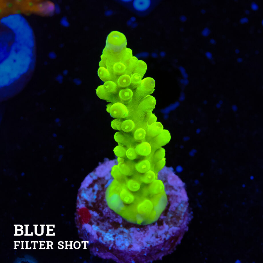 Acropora Austera 'Vert fluo