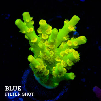Acropora Tenuis 'Neon Green' (Verde neón)