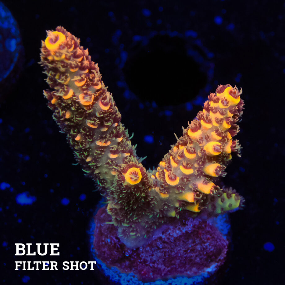 Acropora Millepora 'Orange