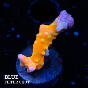 Anacropora 'Tropicana