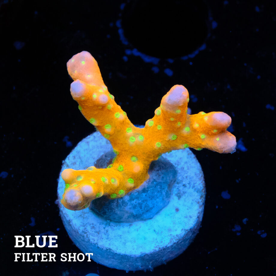 Anacropora 'Tropicana'