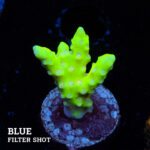 Anacropora 'Neon Green'