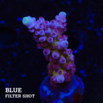 Acropora Tortuosa 'Cali Tort' (Acropora Tortuosa 'Cali Tort')