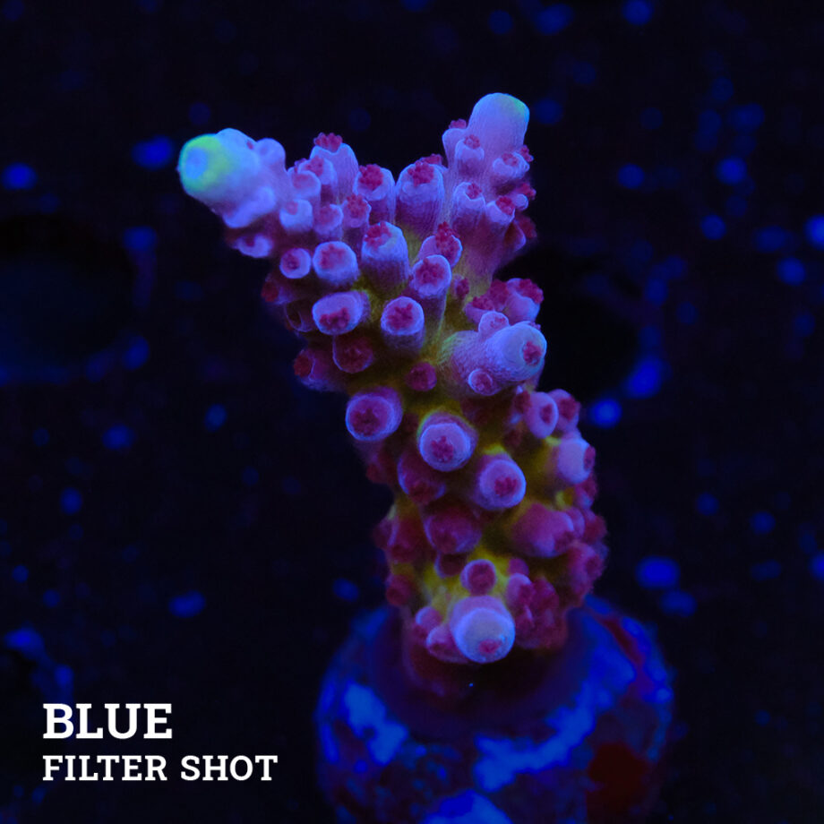 Acropora Tortuosa 'Cali Tort'