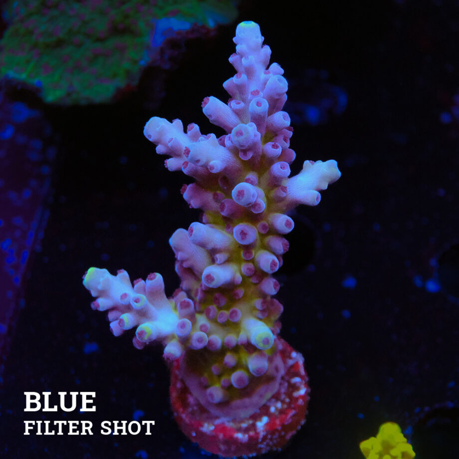 Acropora Tortuosa 'Cali Tort'