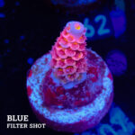 Acropora Tenuis 'Pink'