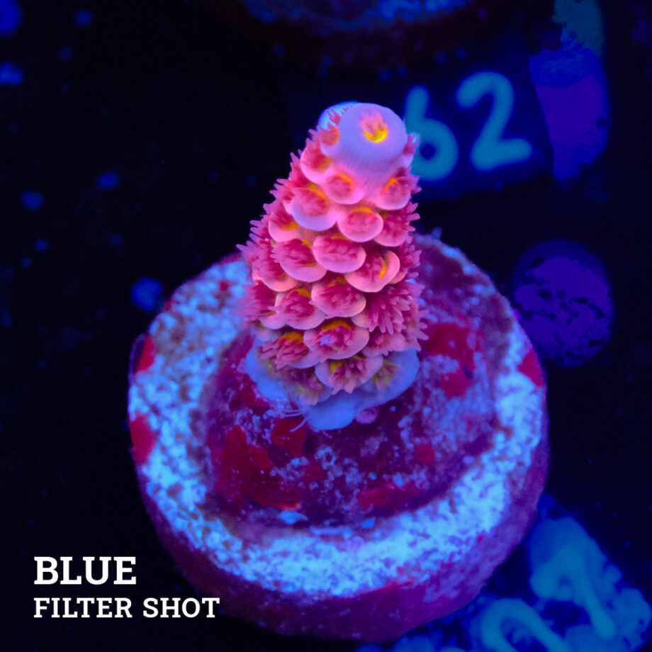 Acropora Tenuis 'Pink
