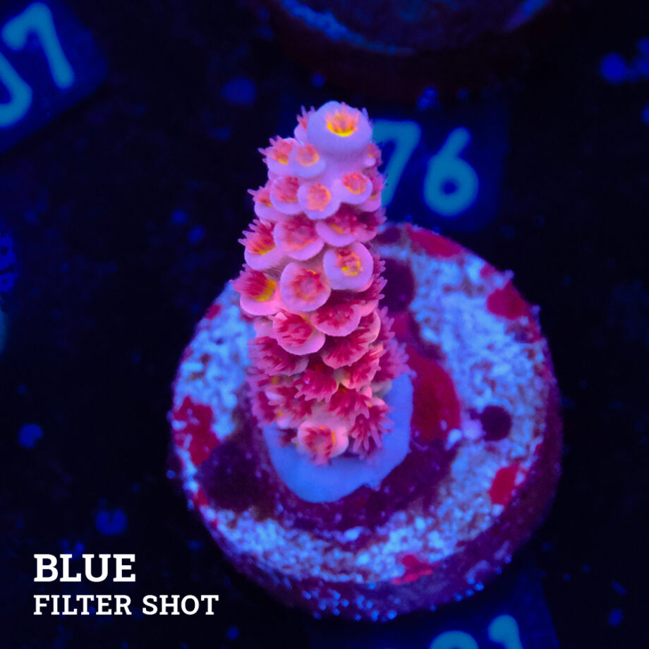 Acropora Tenuis 'Pink