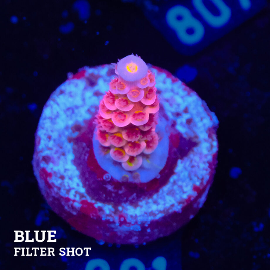 Acropora Tenuis 'Pink'