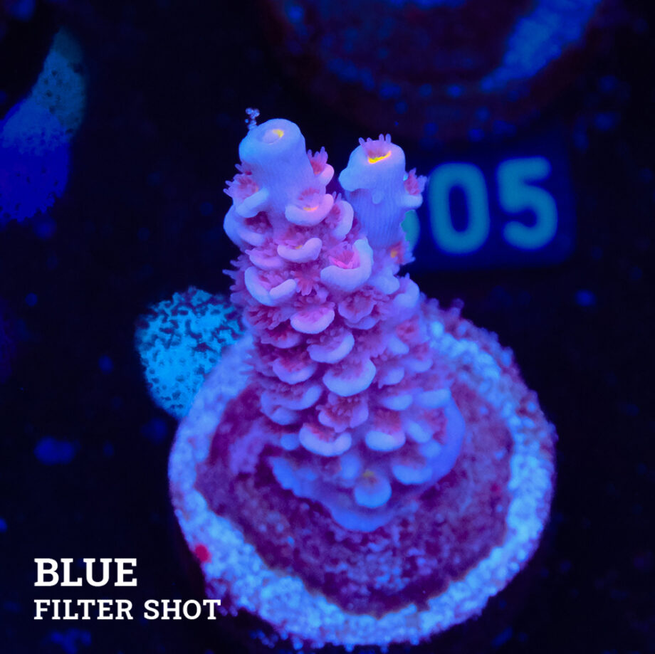 Acropora Tenuis