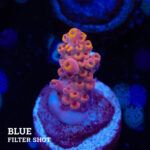 Acropora Rosaria