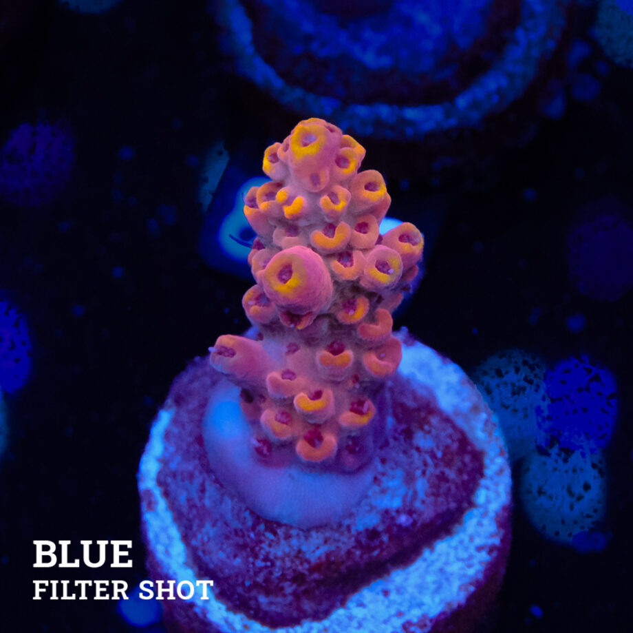 Acropora Rosaria