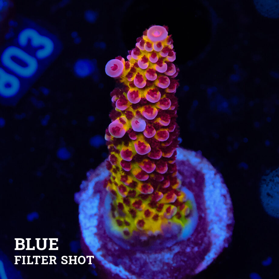 Acropora "Fluo Bicolor