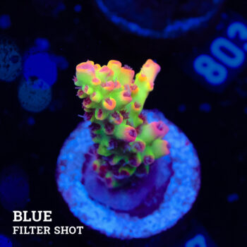 Acropora Microklados 'SSC'