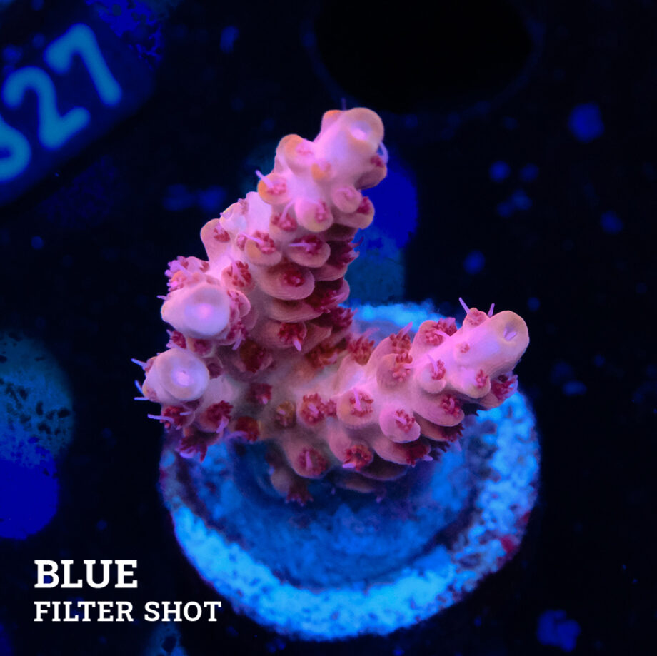 Acropora Rosaria