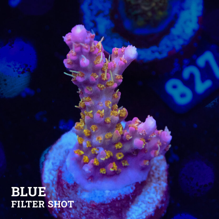Acropora 'Confetti