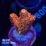 Acropora Millepora 'Orange