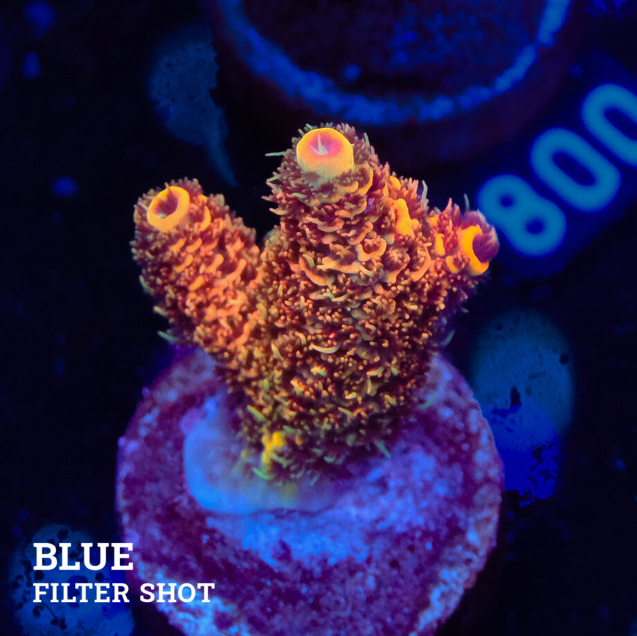 Acropora Millepora 'Orange'