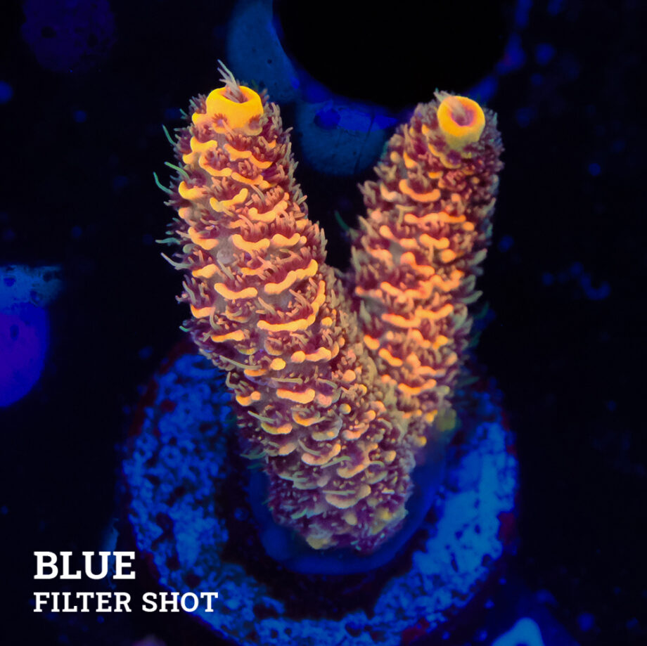 Acropora Millepora 'Orange