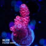 Acropora Tenuis 'Red'