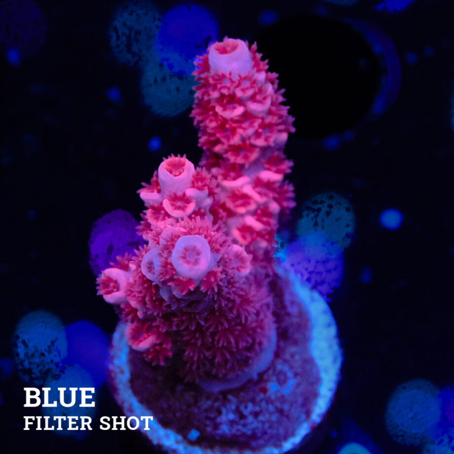 Acropora Tenuis 'Roja