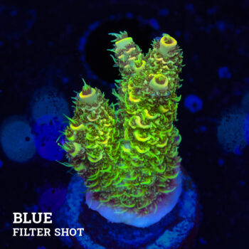 Acropora Millepora 'Green'
