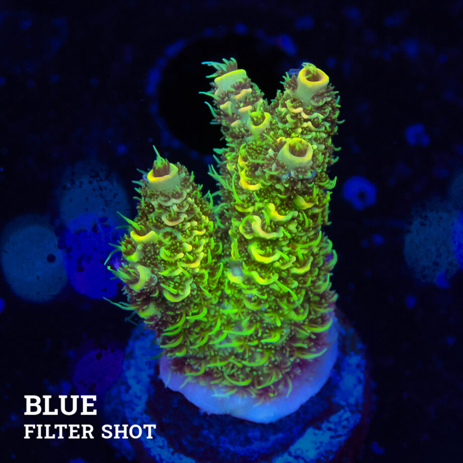 Acropora Millepora 'Verde