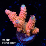Acropora Tenuis 'Orange'
