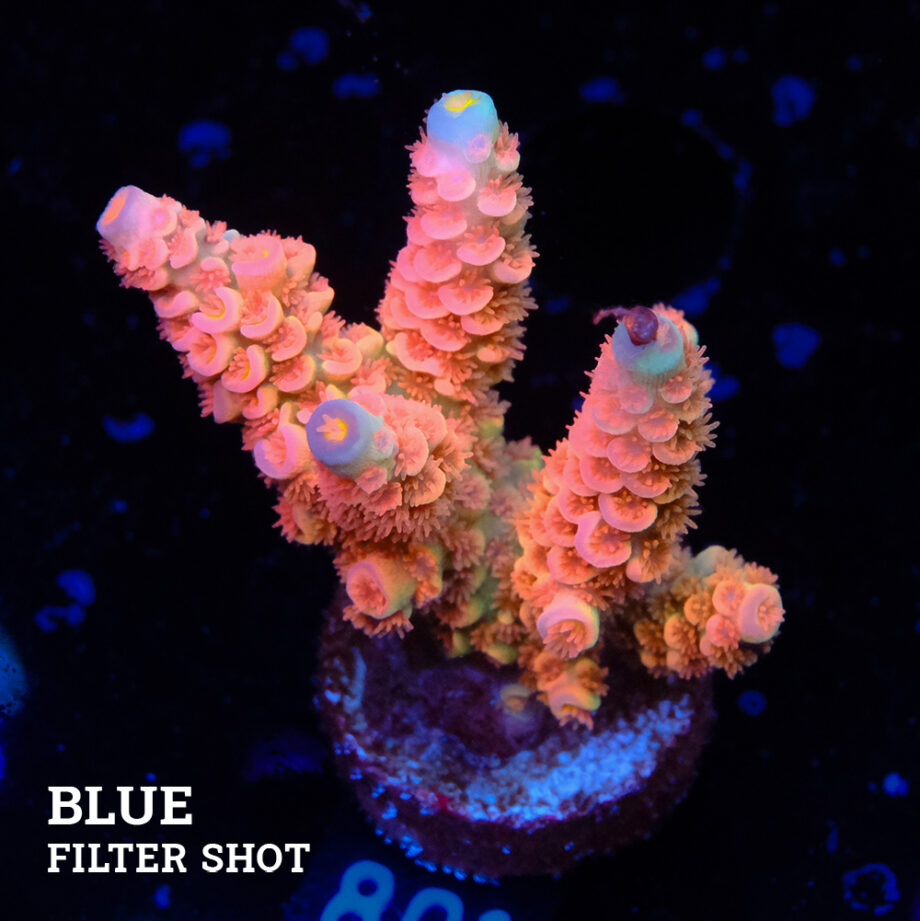 Acropora Tenuis 'Orange'