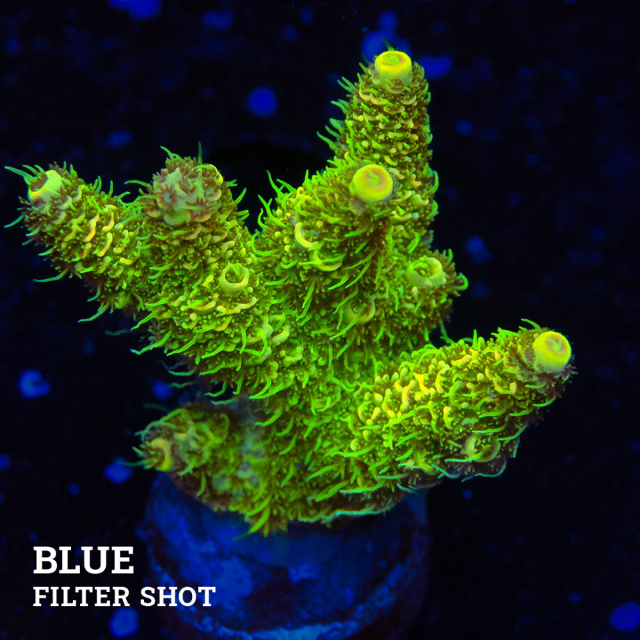 Acropora Millepora 'Green'
