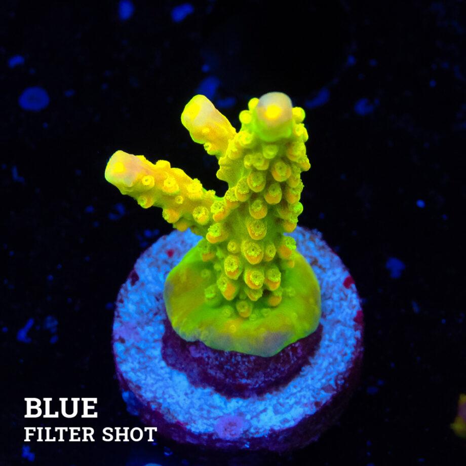 FM Sour Patch