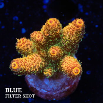 Acropora Millepora 'Naranja