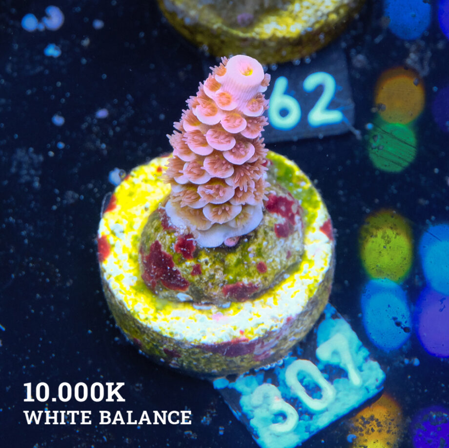 Acropora Tenuis 'Pink