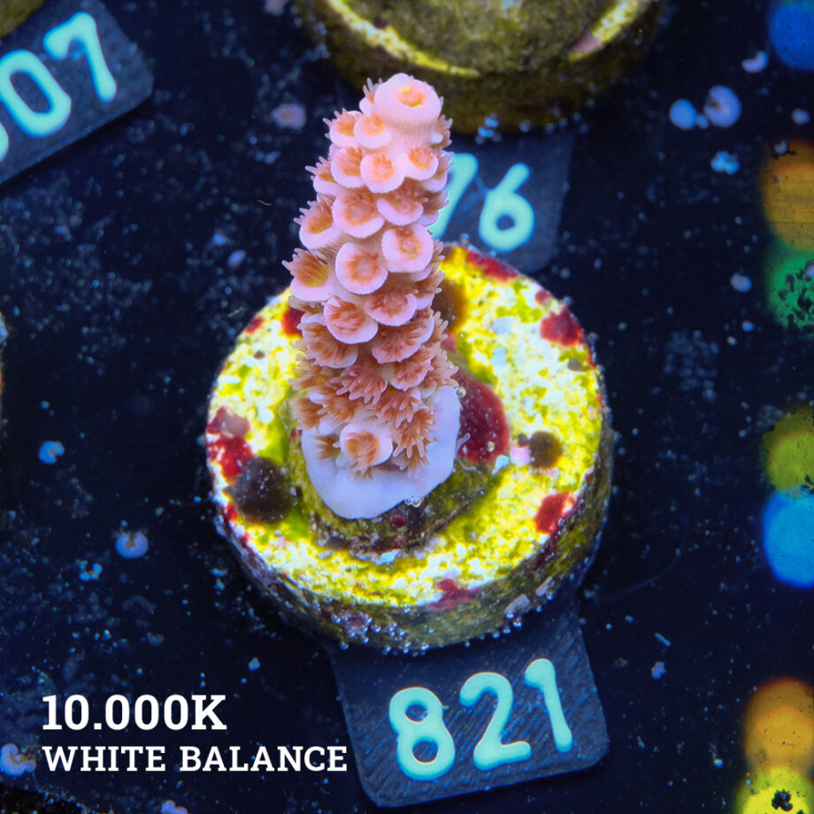 Acropora Tenuis 'Pink