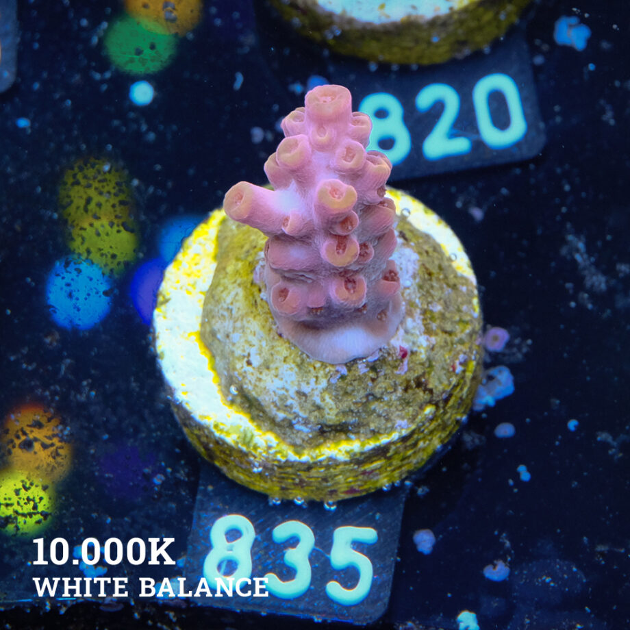 Acropora Rosaria