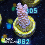 Acropora Tenuis