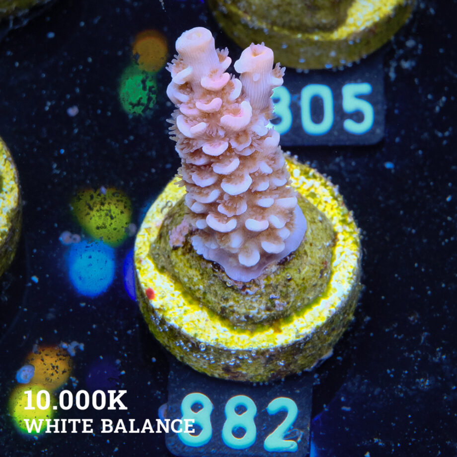 Acropora Tenuis