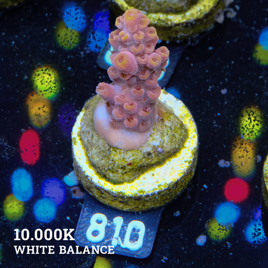 Acropora Rosaria