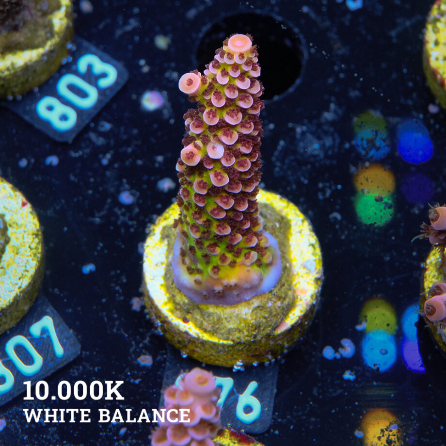 Acropora "Fluo Bicolor