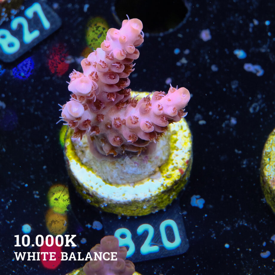 Acropora Rosaria