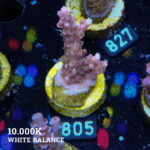 Acropora 'Confetti