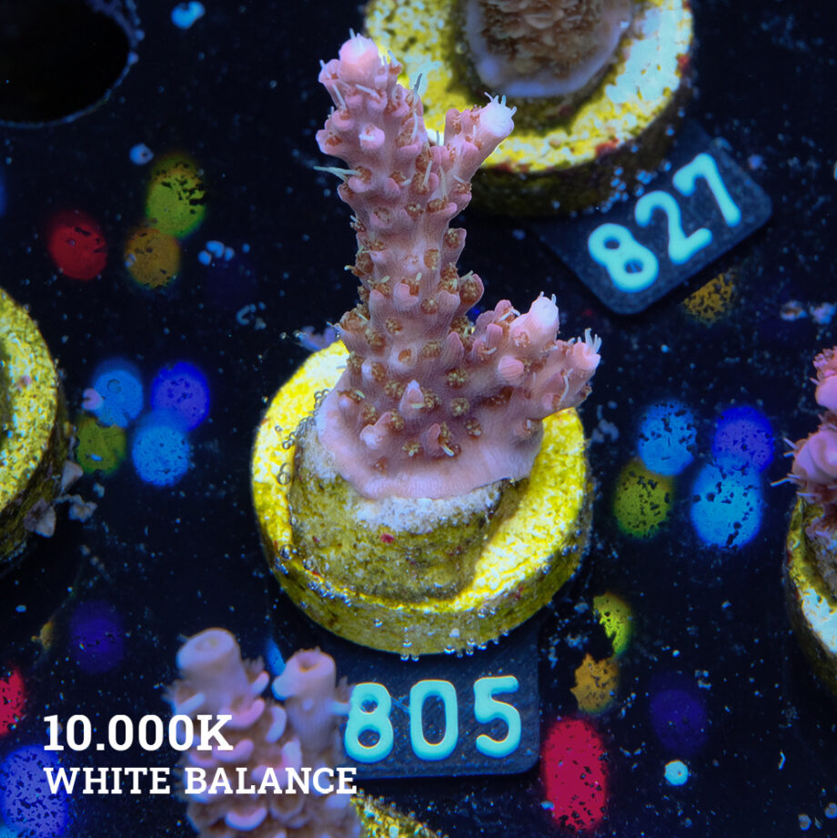 Acropora 'Confetti
